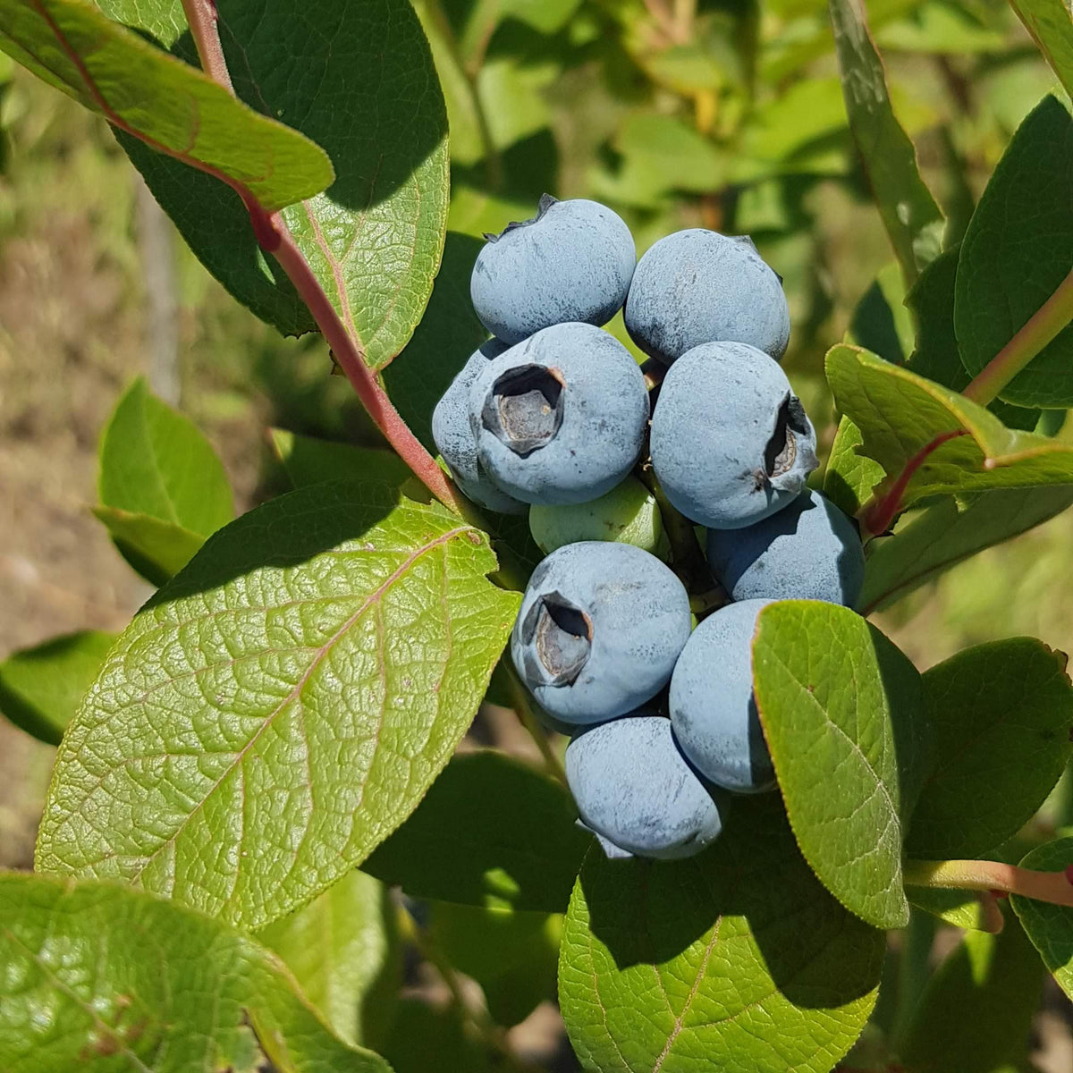 Blueberries on branch of blueberry bush.