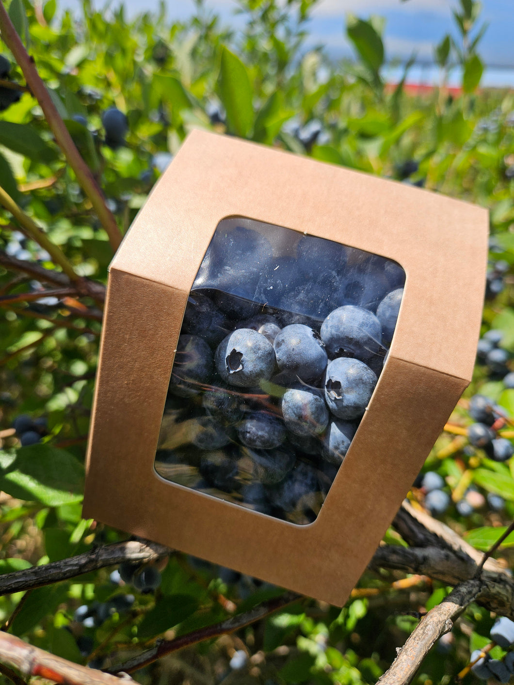 Fresh blueberries snack pack 230g